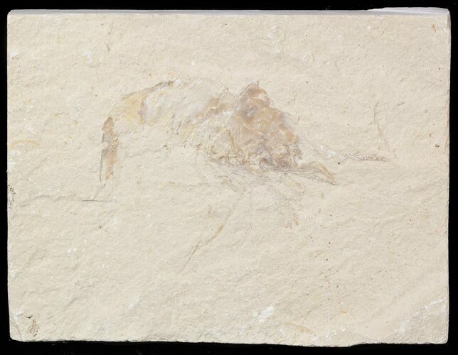 Cretaceous Fossil Shrimp - Lebanon #48566